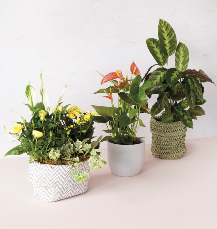 Plants