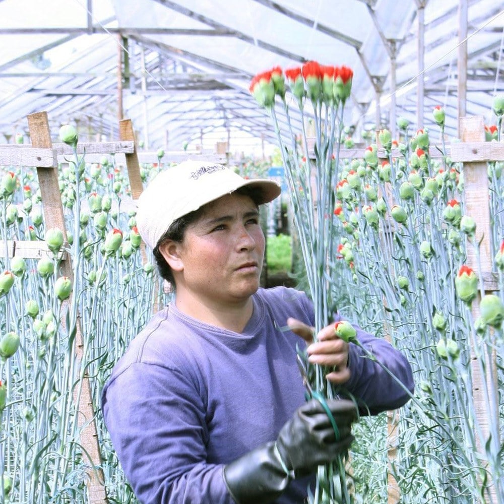 Flowers being picked and inspected in Colombia