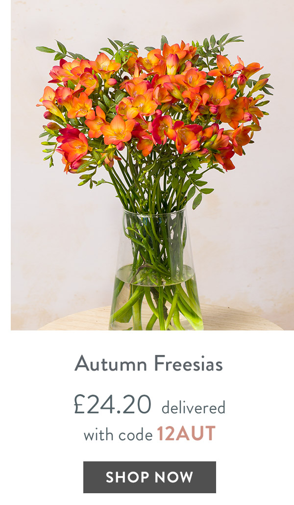 Autumn Freesias - only &pound;24.20 delivered