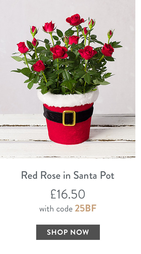 Red Rose in Santa Pot - only &pound;16.50 with code