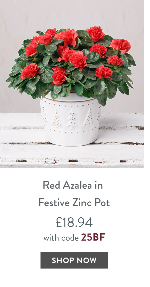 Red Azalea in Festive Zinc Pot - only &pound;18.94 with code