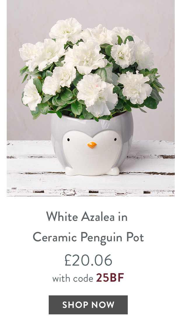 White Azalea in Ceramic Penguin Pot - only &pound;20.06 with code