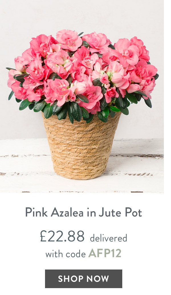 Pink Azalea in Jute Pot - only &pound;22.88 delivered