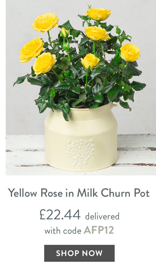Yellow Rose in Milk Churn Pot - only &pound;22.44 delivered