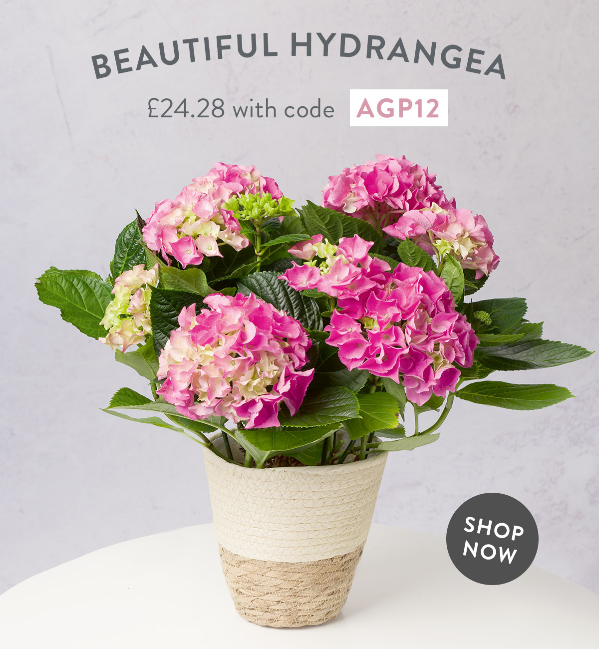 Beautiful Hydrangea - only &pound;24.28