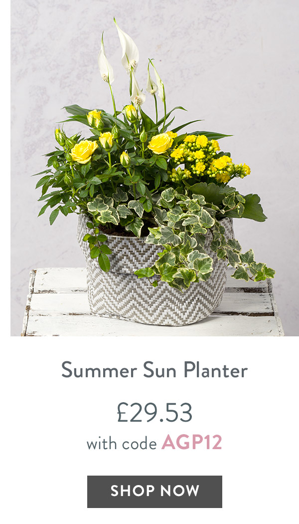 Summer Sun Planter - only &pound;29.53