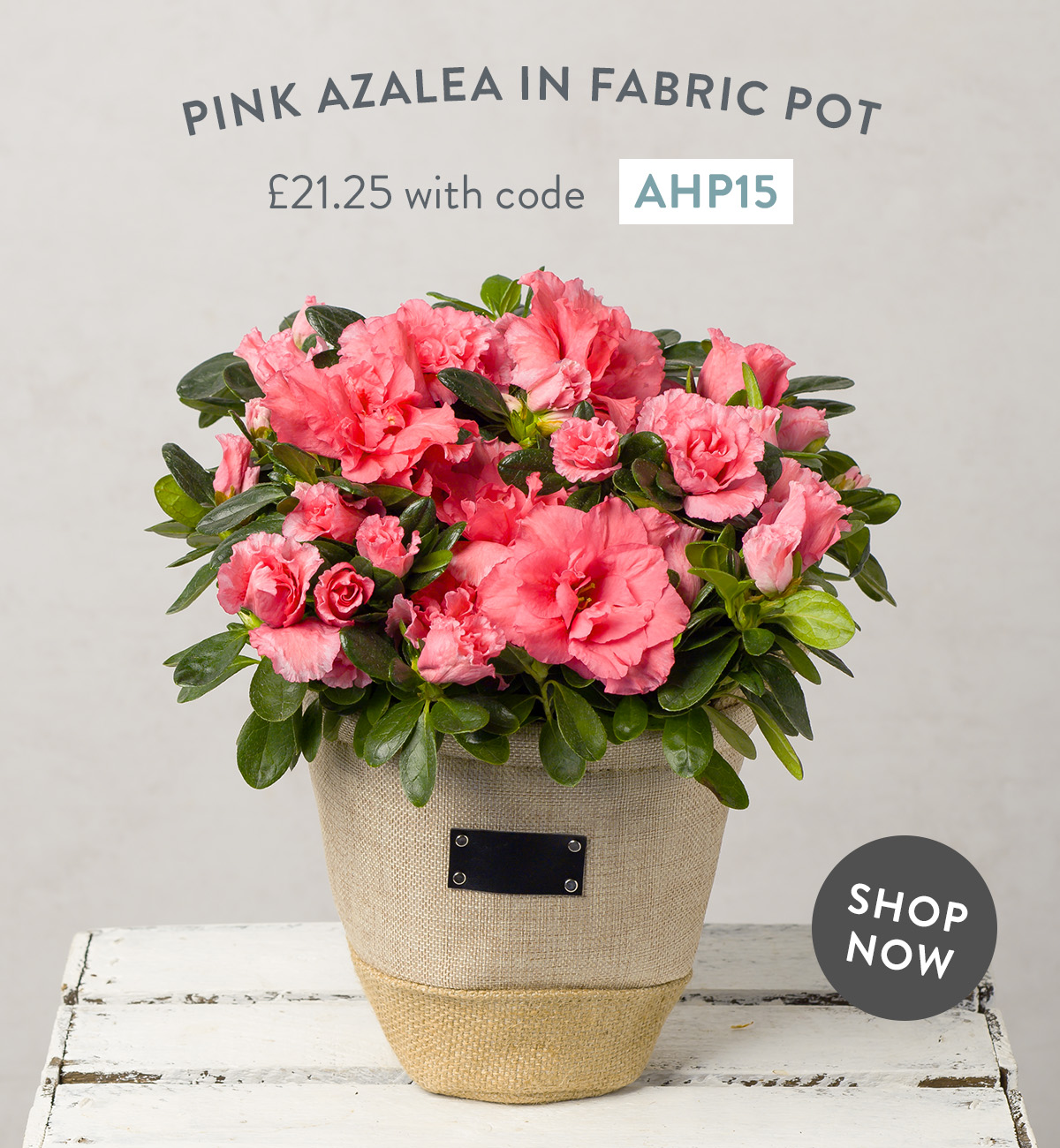 Pink Azalea in Fabric Pot - only &pound;21.25 with code