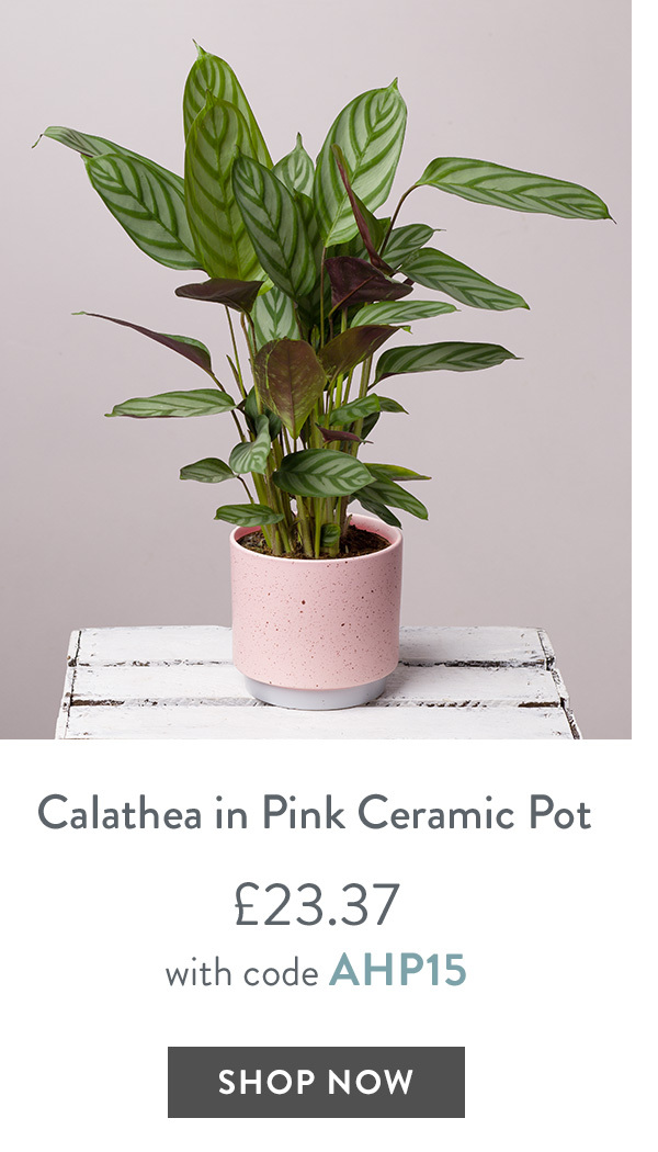 Calathea In Pink Ceramic Pot - only &pound;23.37 with code