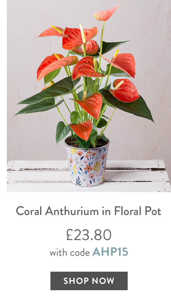 Coral Anthurium in Floral Pot - only &pound;23.80 with code