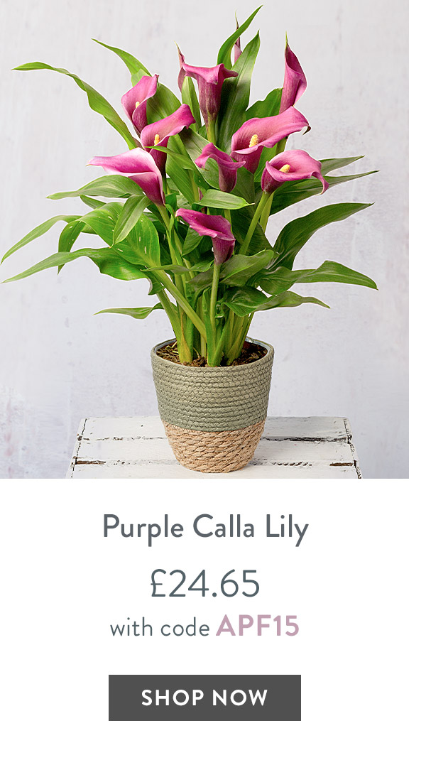 Purple Calla Lily - only &pound;24.65 with code