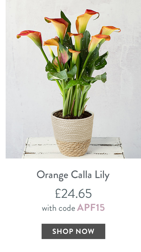 Orange Calla Lily - only &pound;24.65 with code
