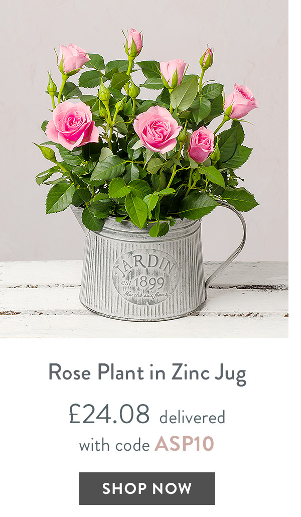 Pink Azalea in Jute Pot - only &pound;24.08 delivered