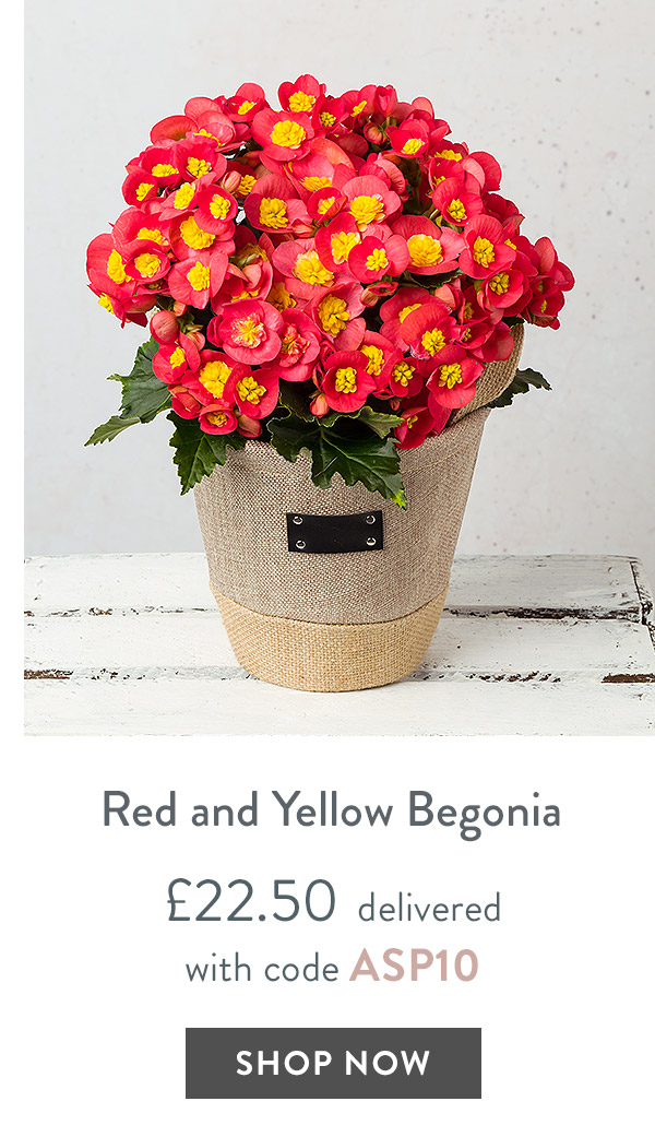 Red and Yellow Begonia - only &pound;22.50 delivered