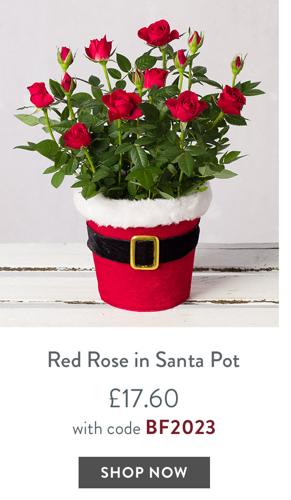 Red Rose in Santa Pot - only &pound;17.60 with code