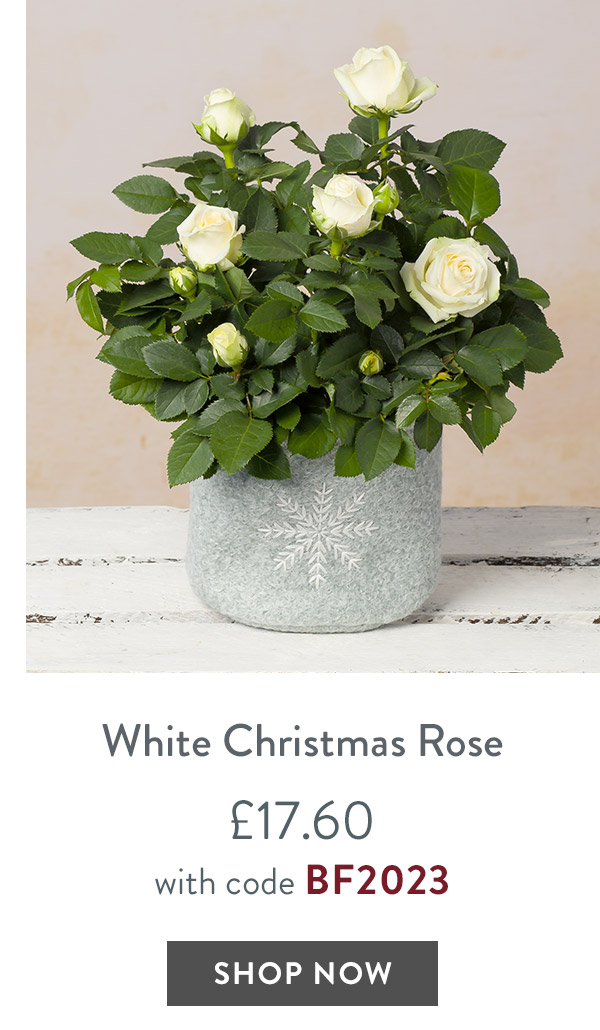 White Christmas Rose - only &pound;17.60 with code