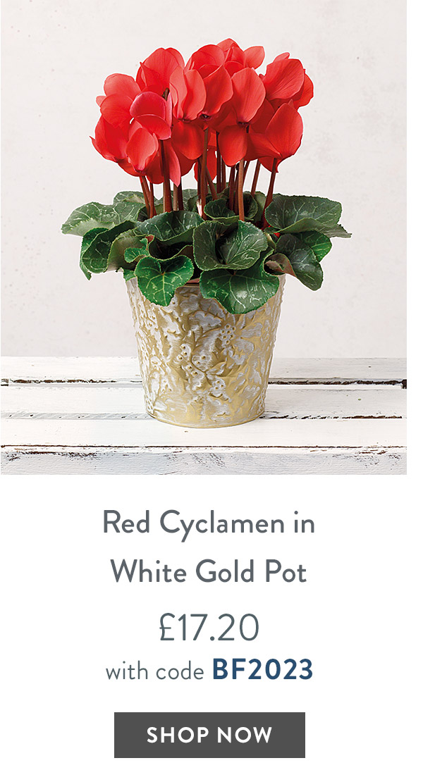Red Cyclamen in White Gold Pot - only &pound;17.20 with code