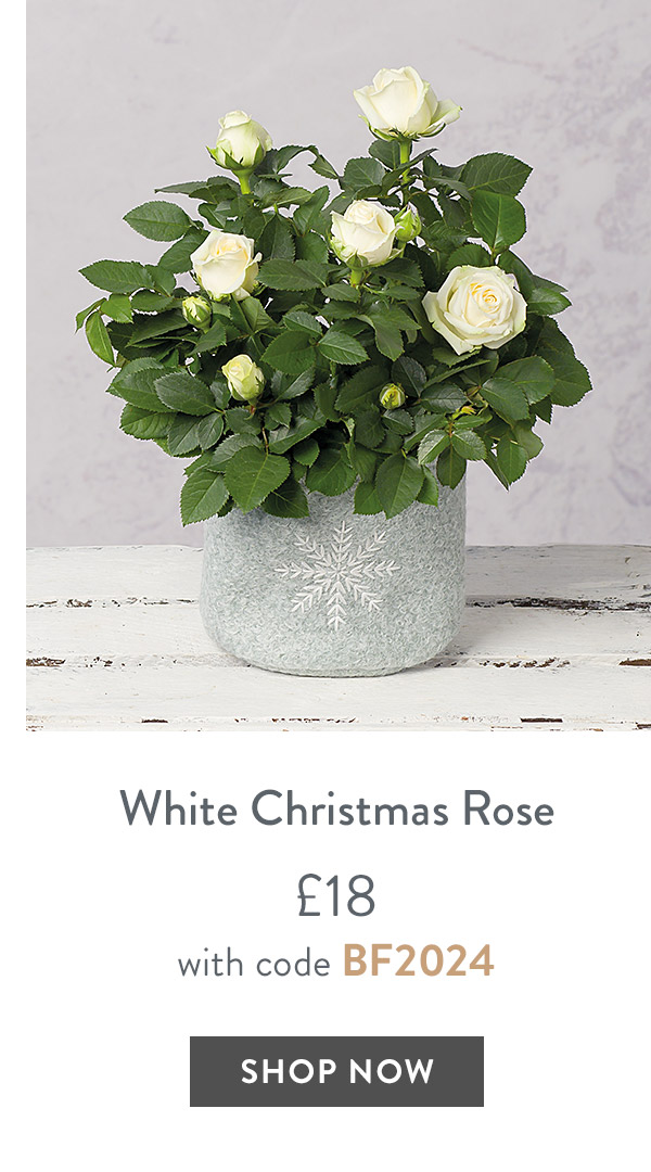 White Christmas Rose - only &pound;18 with code