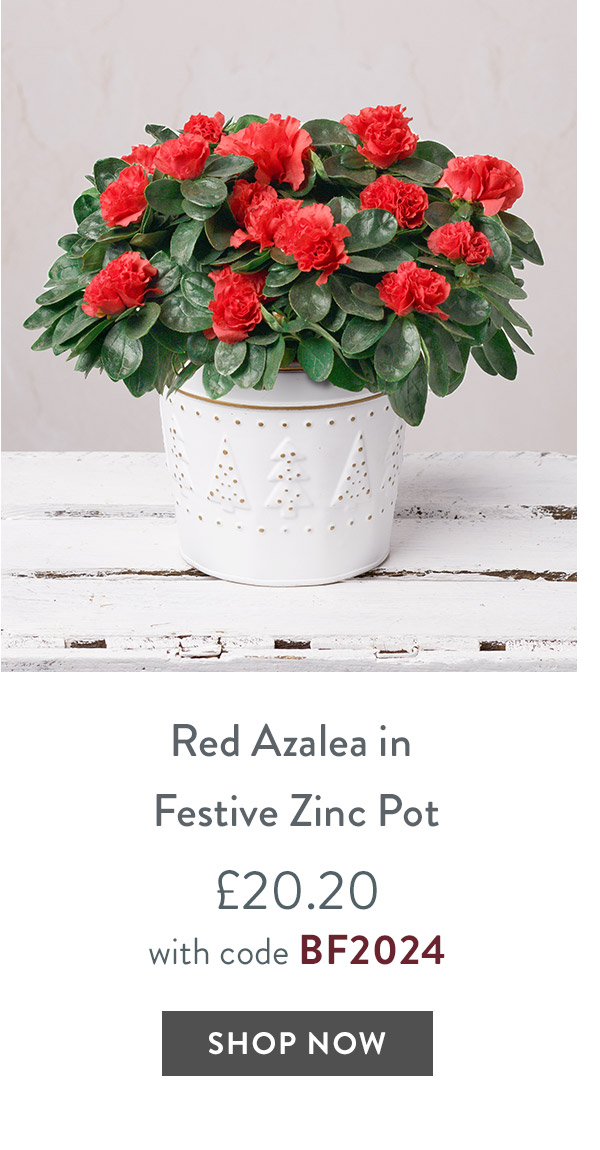 Red Azalea in Festive Zinc Pot - only &pound;20.20 with code