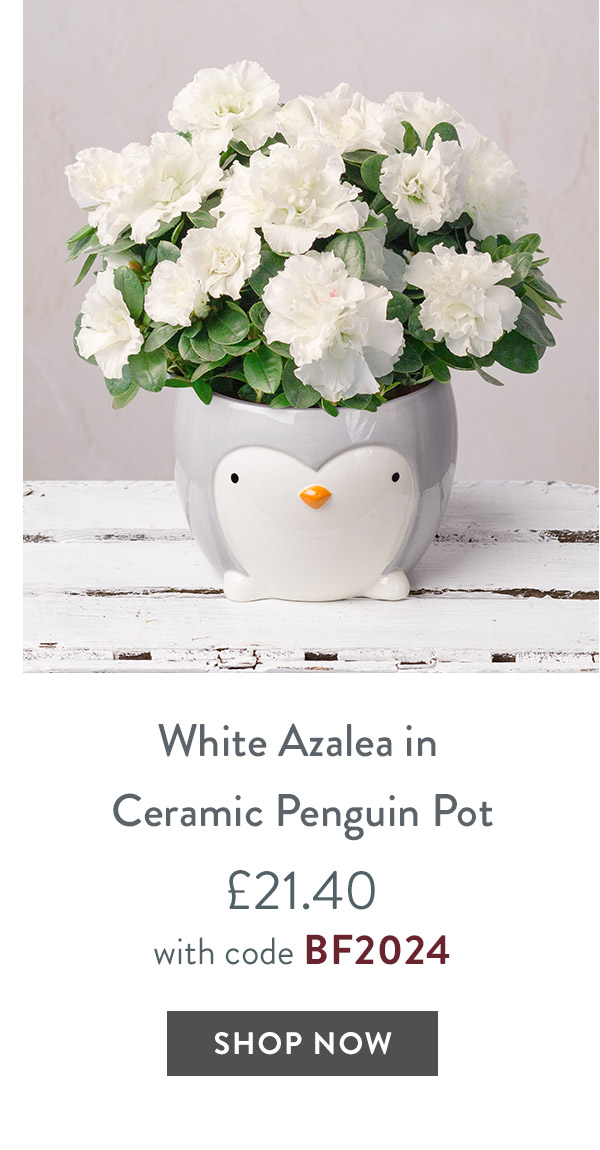 White Azalea in Ceramic Penguin Pot - only &pound;21.40 with code