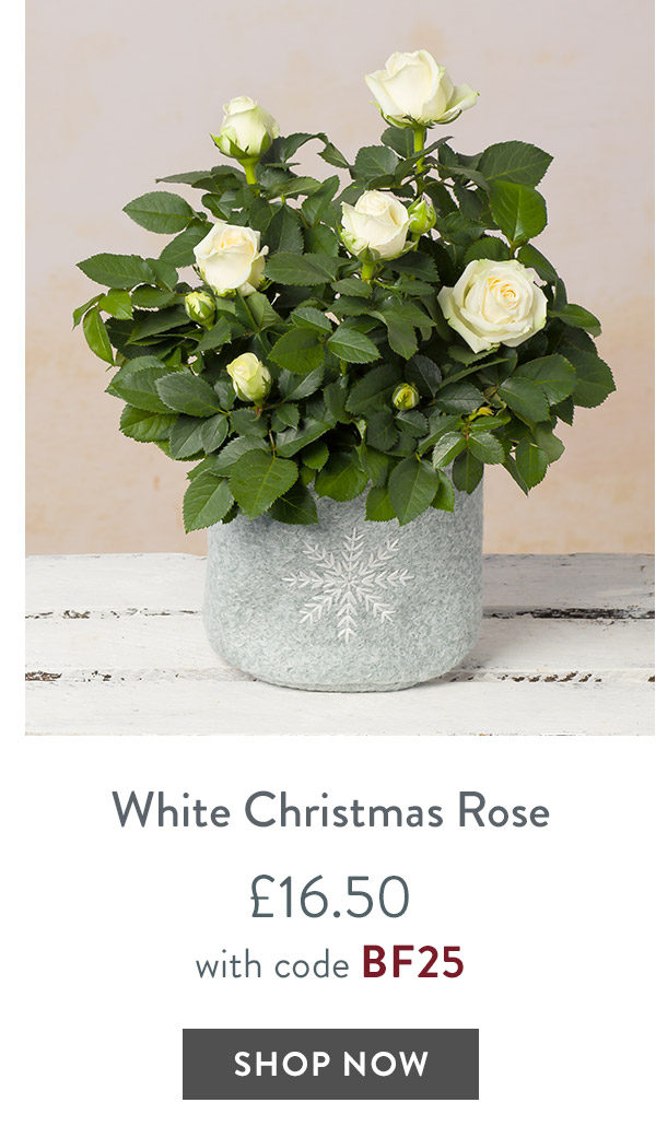 White Christmas Rose - only &pound;16.50 with code