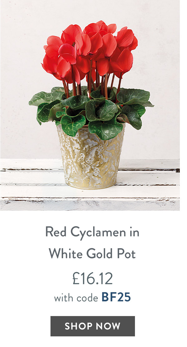 Red Cyclamen in White Gold Pot - only &pound;16.12 with code