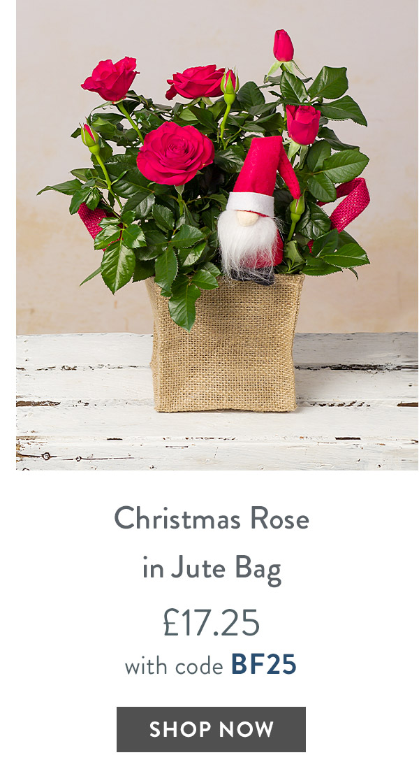 Christmas Rose in Jute Bag - only &pound;17.25 with code