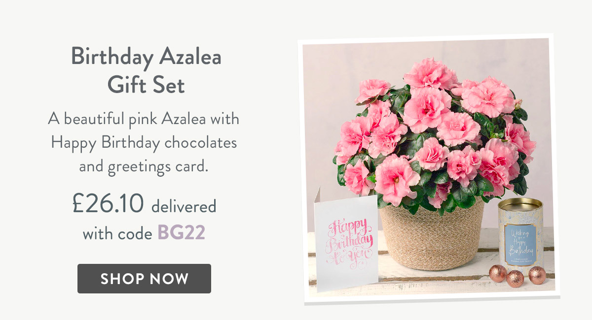 Birthday Azalea Gift Set - only &pound;26.10 delivered