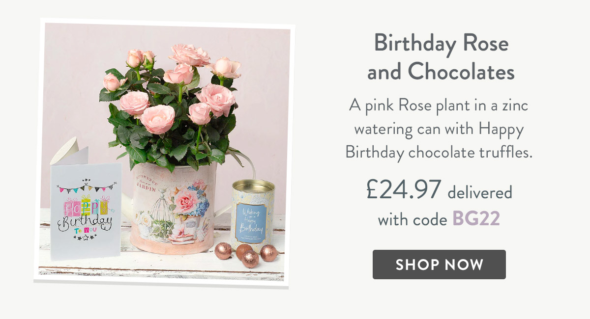 Birthday Rose and Chocolates - only &pound;24.97 delivered
