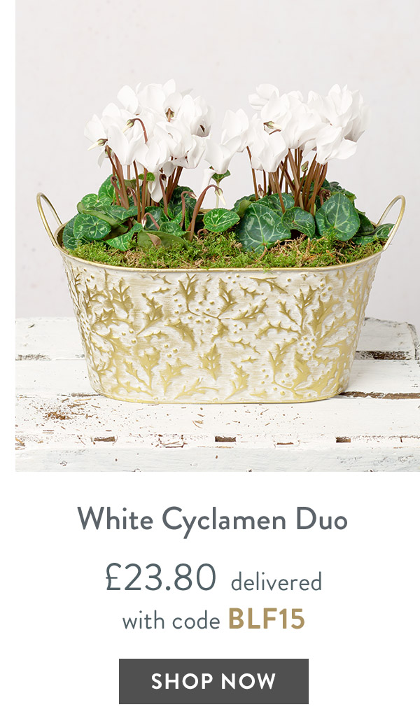 White Cyclamen Duo - only &pound;23.80 delivered