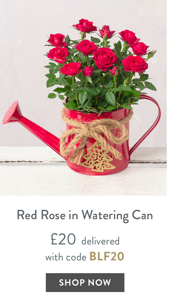 Christmas Red Rose in Watering Can - only &pound;20 delivered