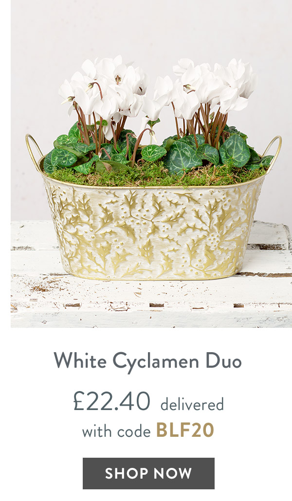 White Cyclamen Duo - only &pound;22.40 delivered