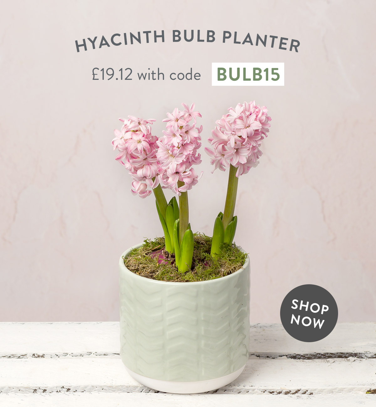 Hyacinth Bulb Planter - only &pound;19.12