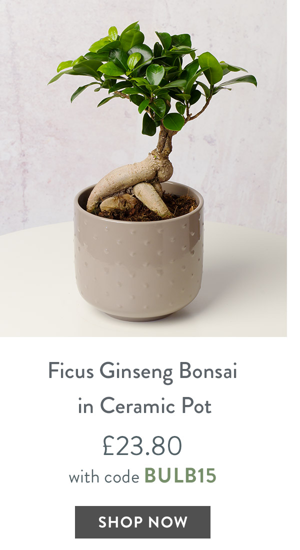 Ficus Ginseng Bonsai in Ceramic Pot - only &pound;23.80