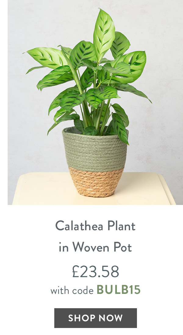 Calathea Plant in Woven Pot - only &pound;23.58