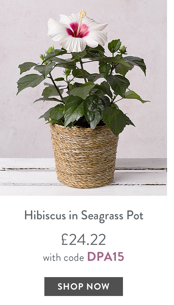 Hibiscus in Seagrass Pot - only &pound;24.22 with code