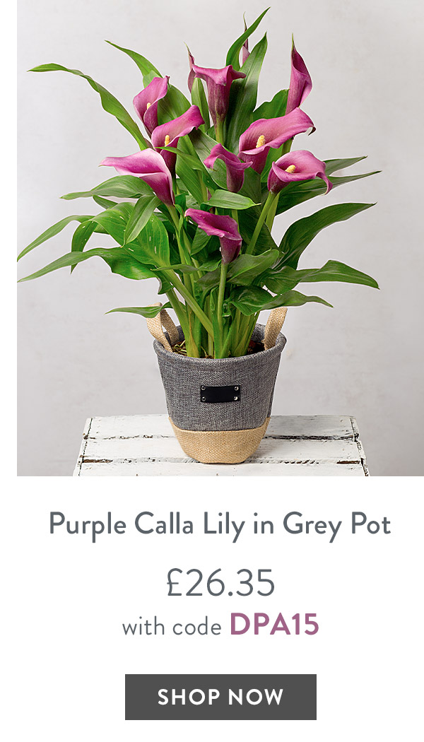 Purple Calla Lily in Grey Pot - only &pound;26.35 with code