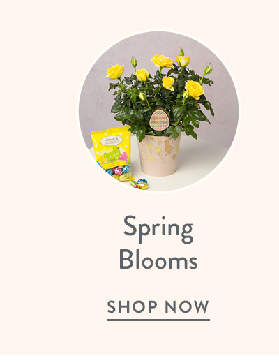 Spring Blooms