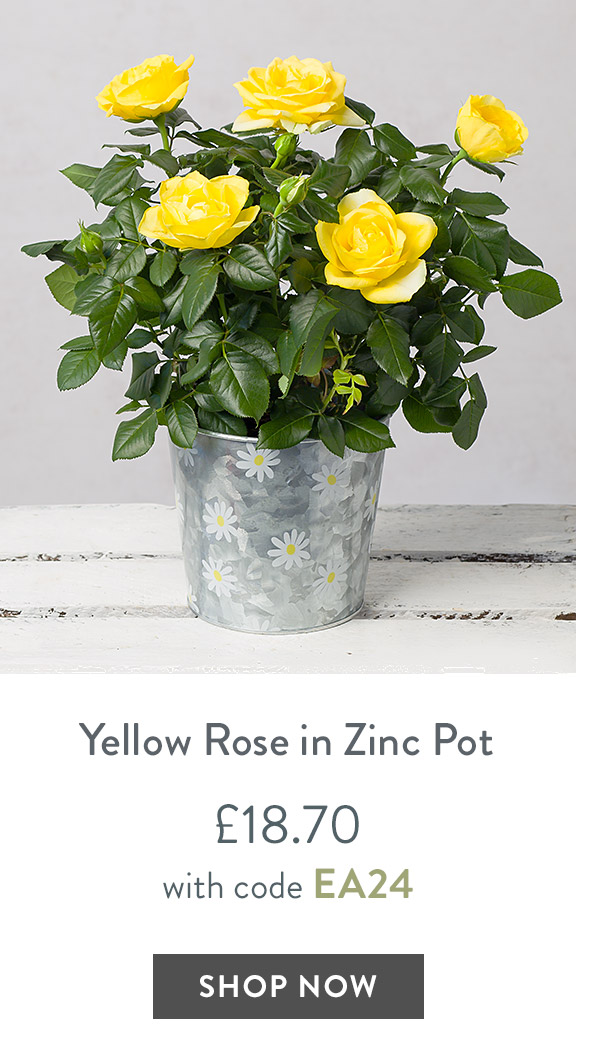 Yellow Rose in Zinc Pot - only &pound;18.70 with code