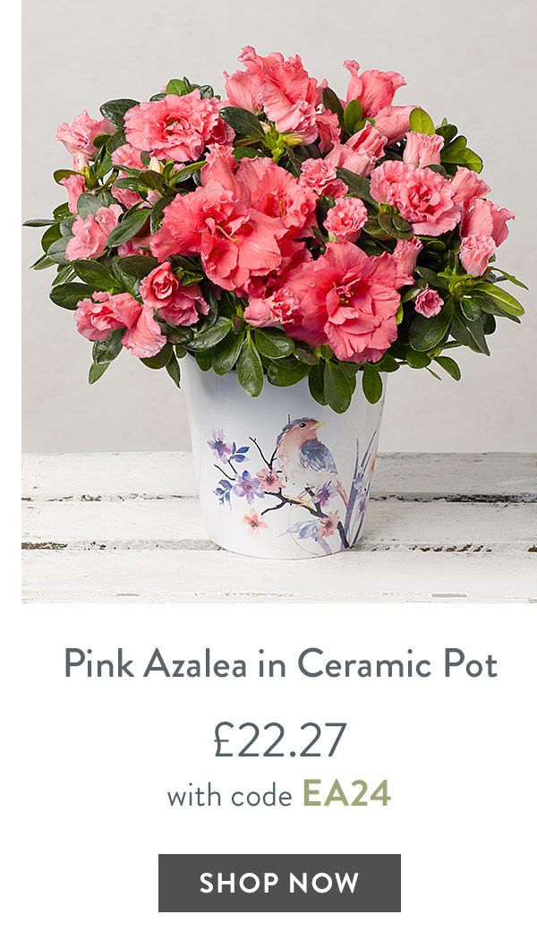 Pink Azalea in Ceramic Pot - only &pound;22.27 with code