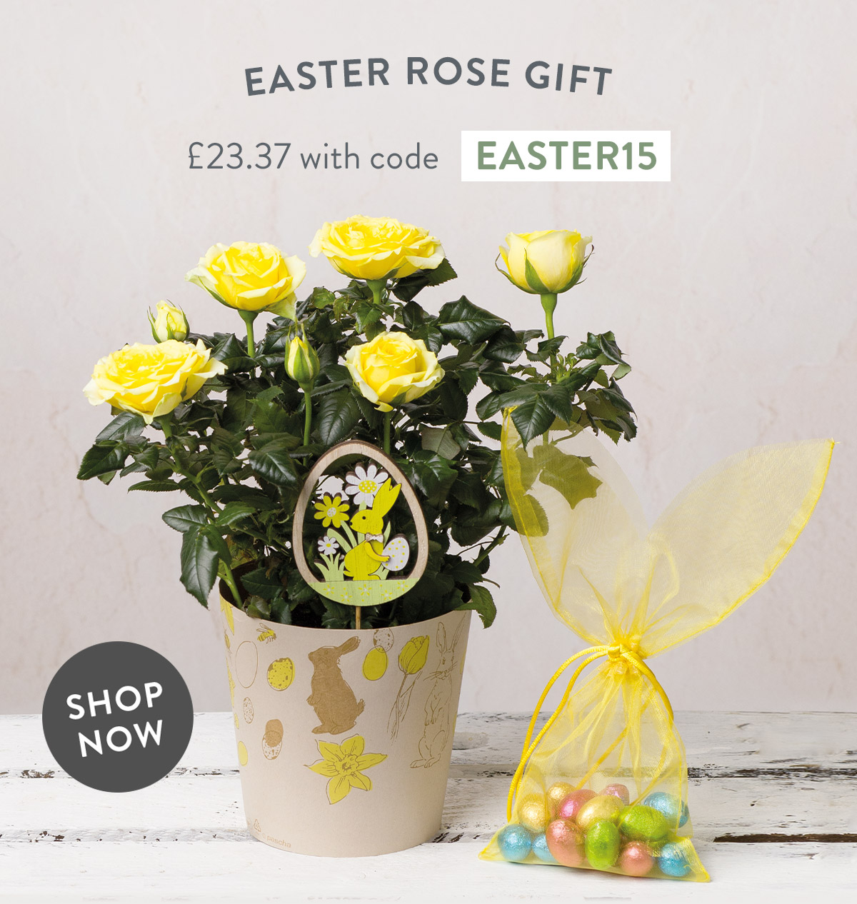 Easter Rose Gift - only &pound;23.37 with code
