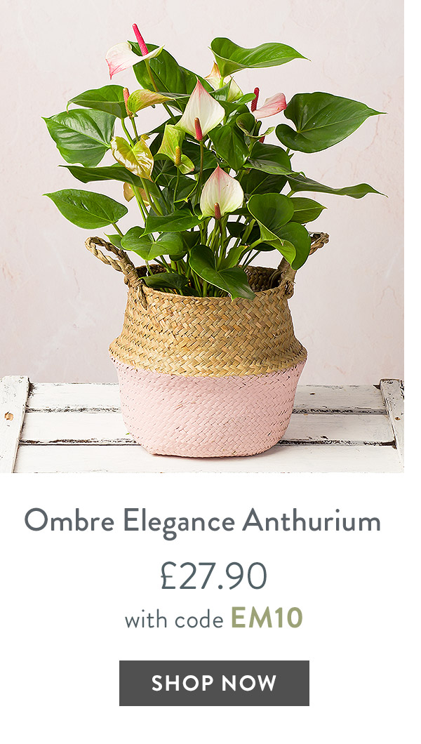 Ombre Elegance Anthurium - only &pound;27.90