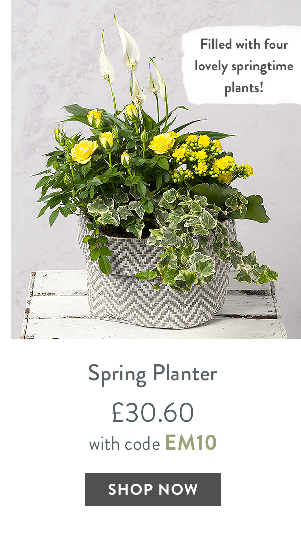 Spring Planter - only &pound;30.60