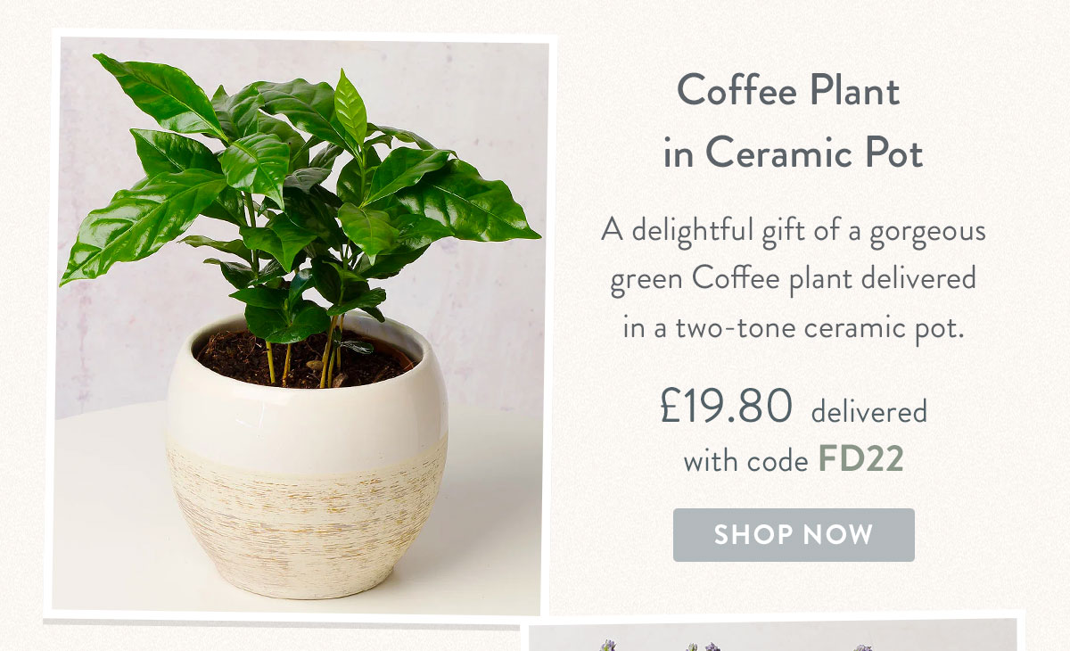 Coffee Plant in Ceramic Pot - Only &pound;19.80 delivered