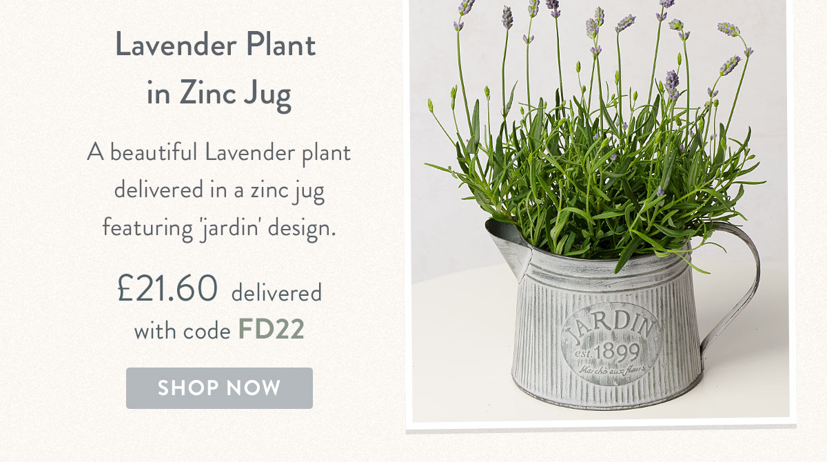 Lavender Plant in Zinc Jug - Only &pound;21.60 delivered
