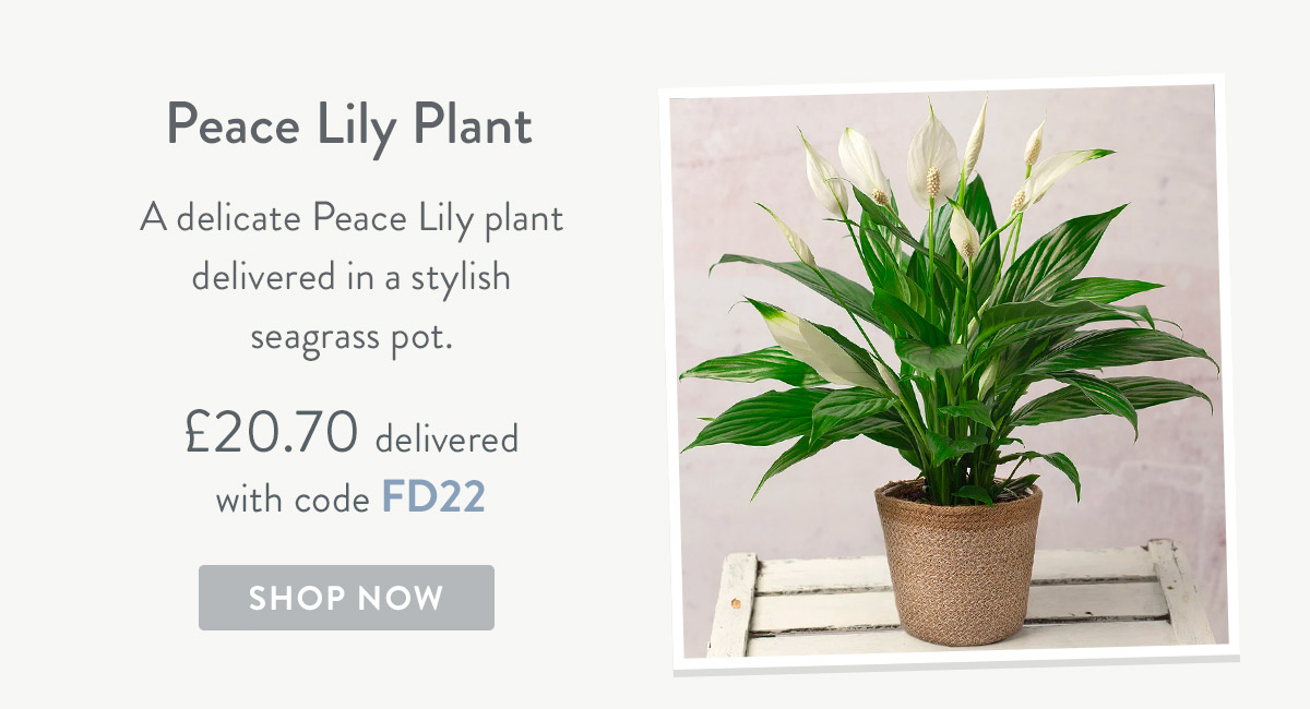 Peace Lily Plant - only &pound;20.70 delivered