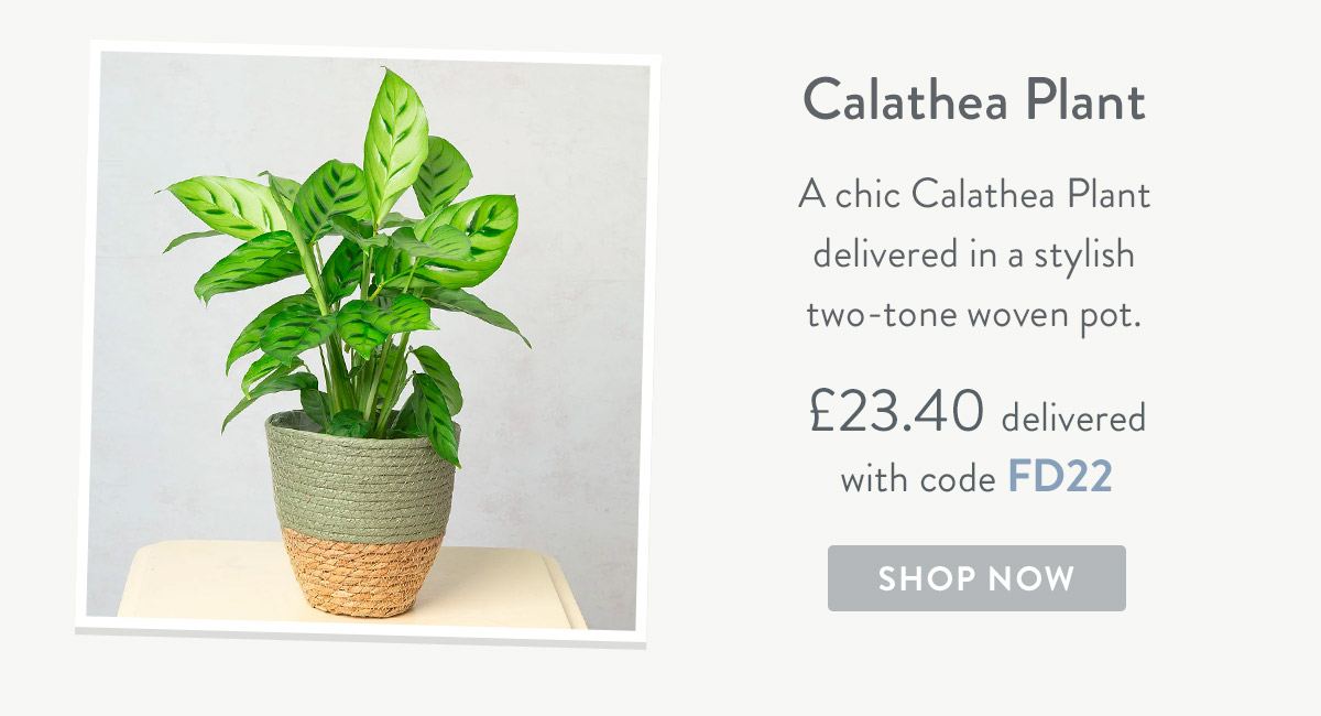 Calathea Plant - only &pound;23.40 delivered