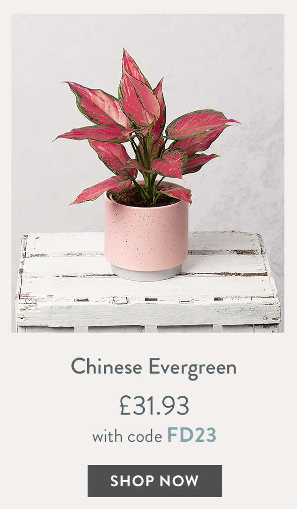 Chinese Evergreen - only &pound;31.93 with code