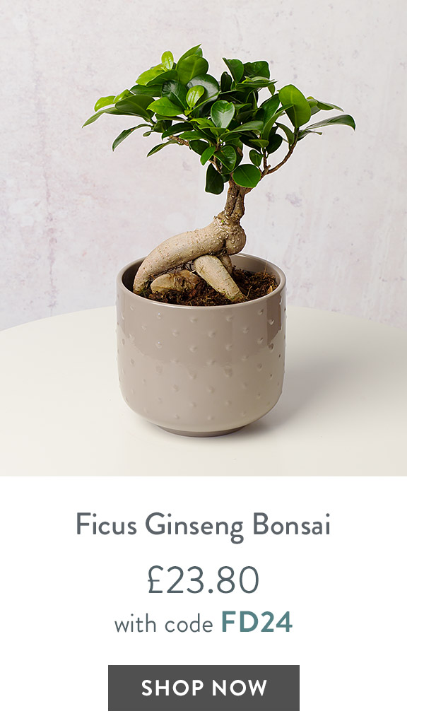 Ficus Ginseng Bonsai in Cermaic Pot - only &pound;23.80 with code
