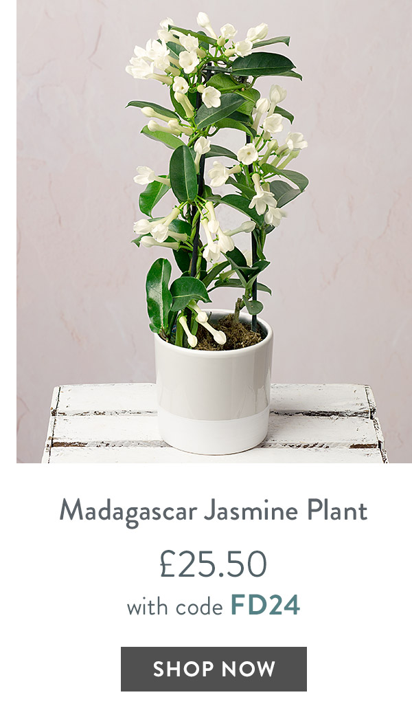 Madagascar Jasmine Plant - only &pound;25.50 with code