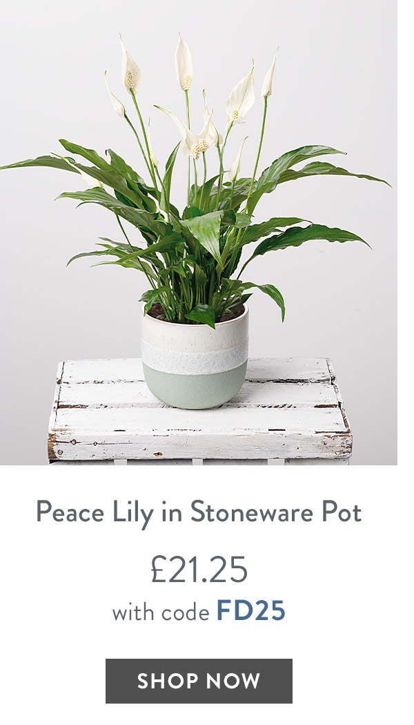 Peace Lily in Stoneware Pot - only &pound;21.25 with code